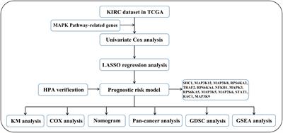 Establishment of a new prognostic risk model of MAPK pathway-related molecules in kidney renal clear cell carcinoma based on genomes and transcriptomes analysis